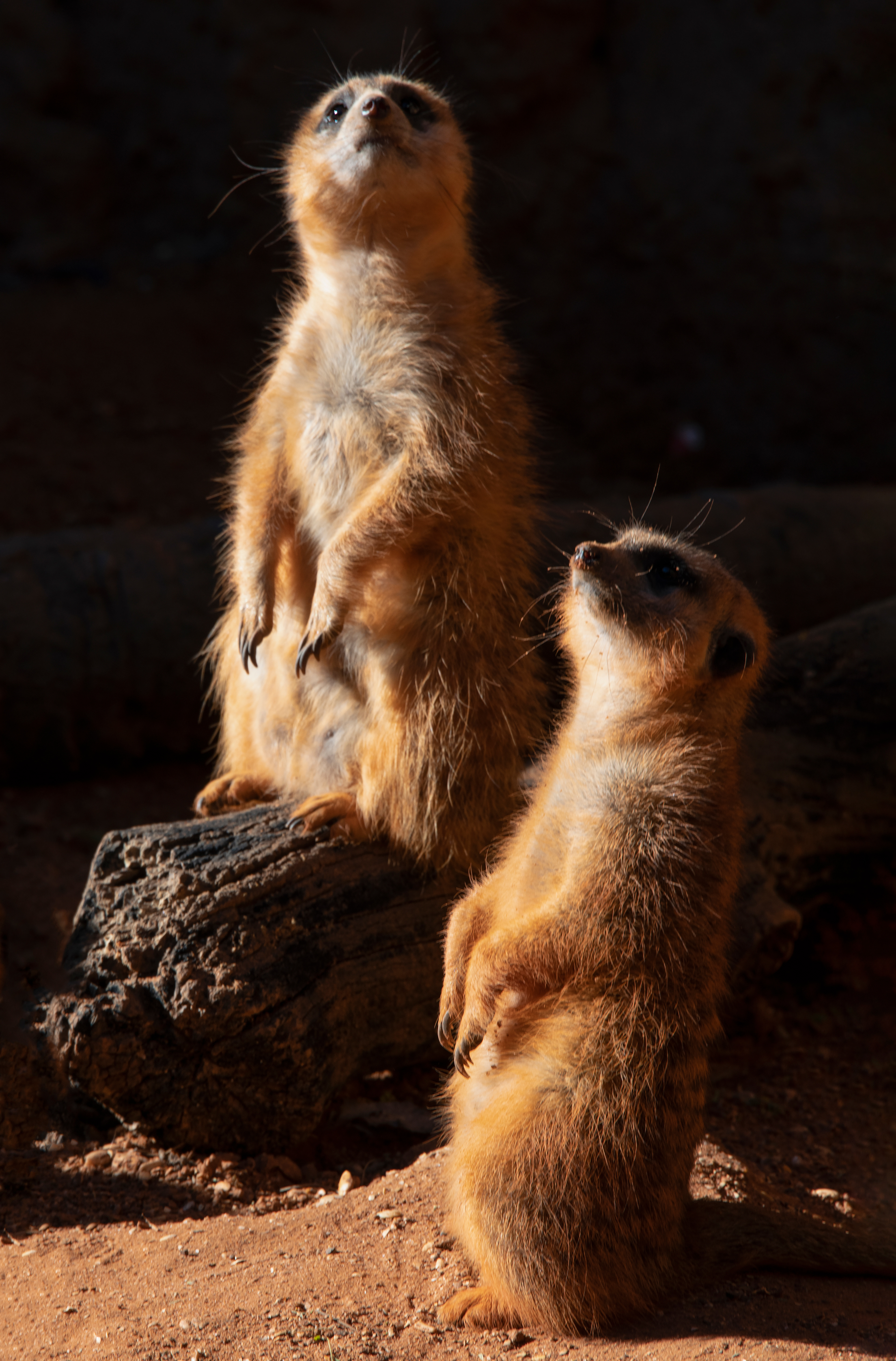 Meerkat, Brevard Zoo