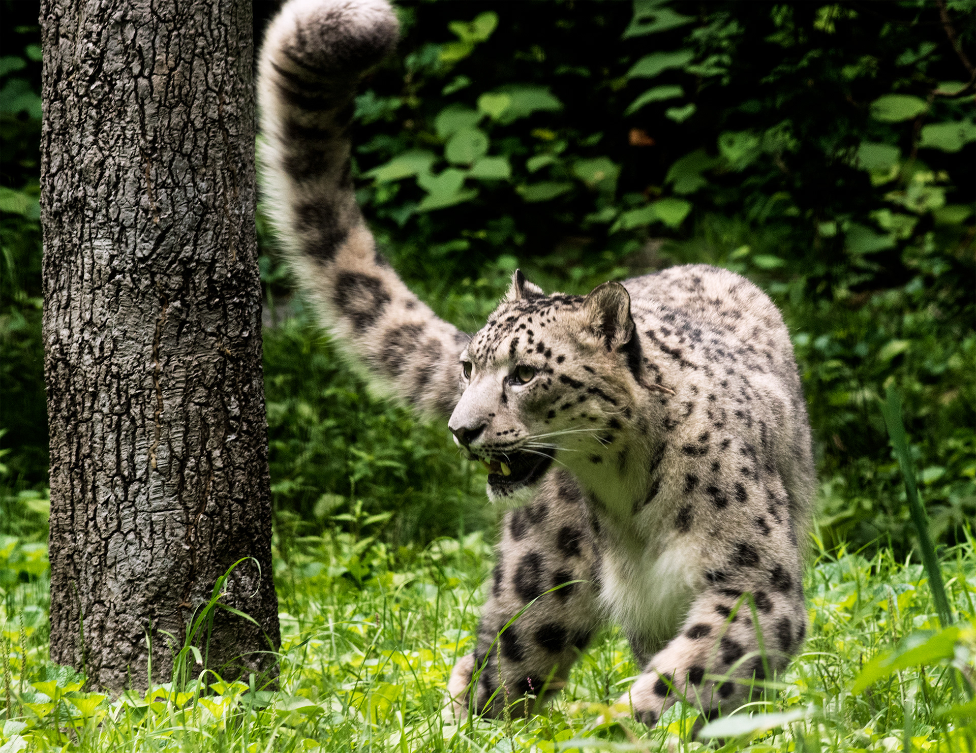 Snow Leopard, Bronx Zoo