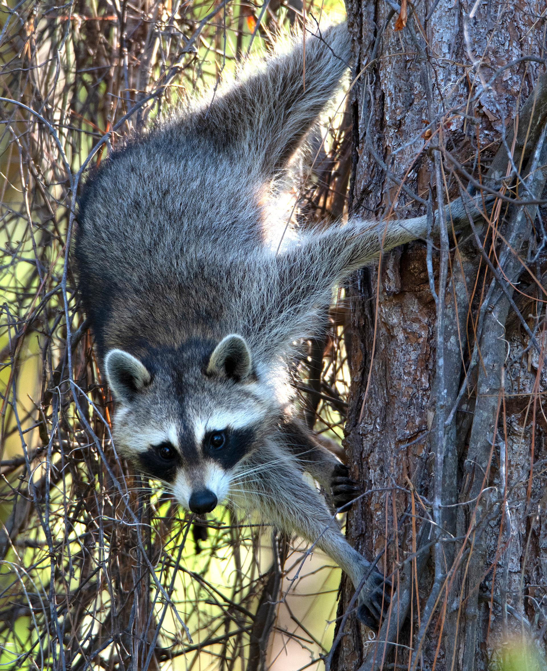 Raccoon, West Melbourne Yard