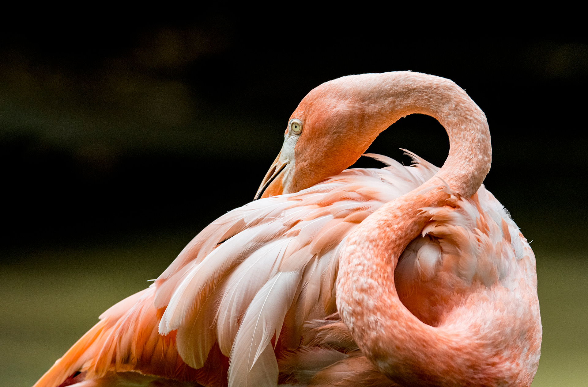 Flamingo, Columbus Zoo