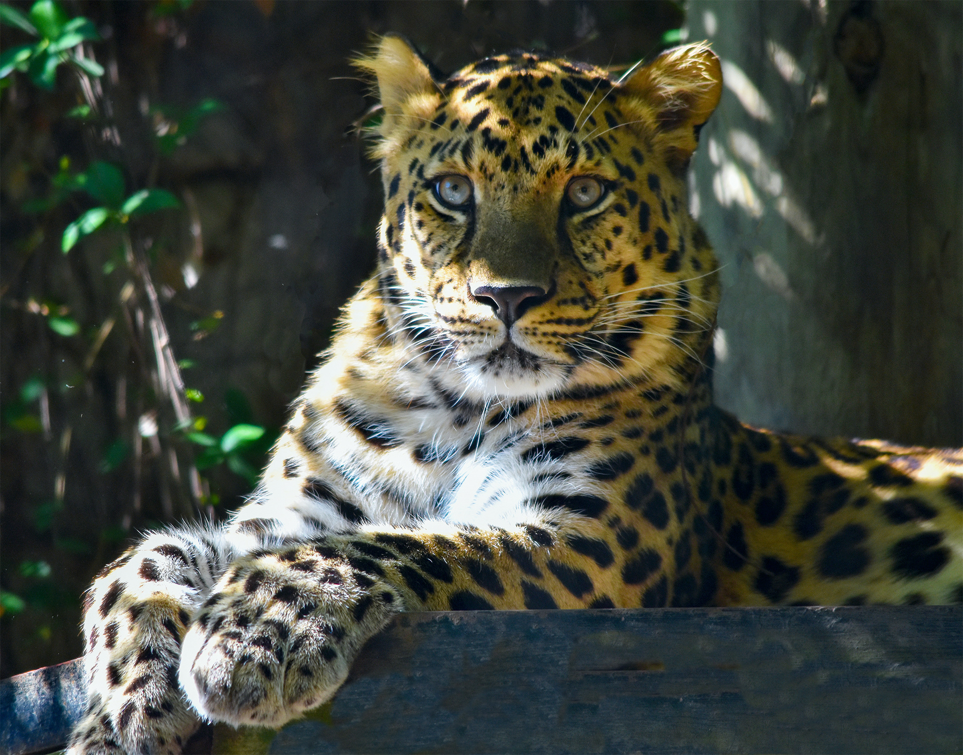Leopard, Audubon Zoo