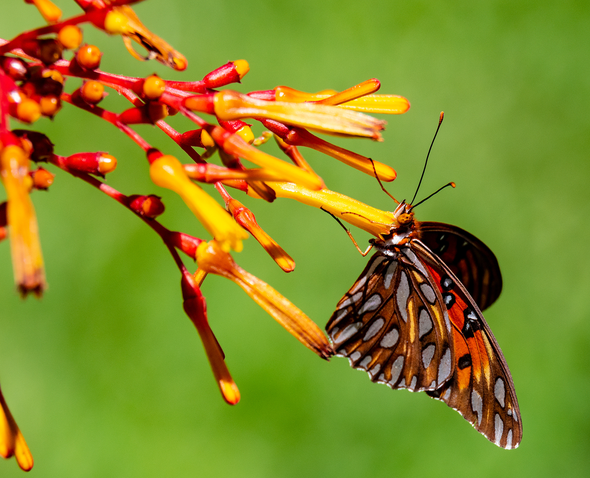 Gulf Fritilary "Gassing Up" on a Firebush, West Melbourne Yard