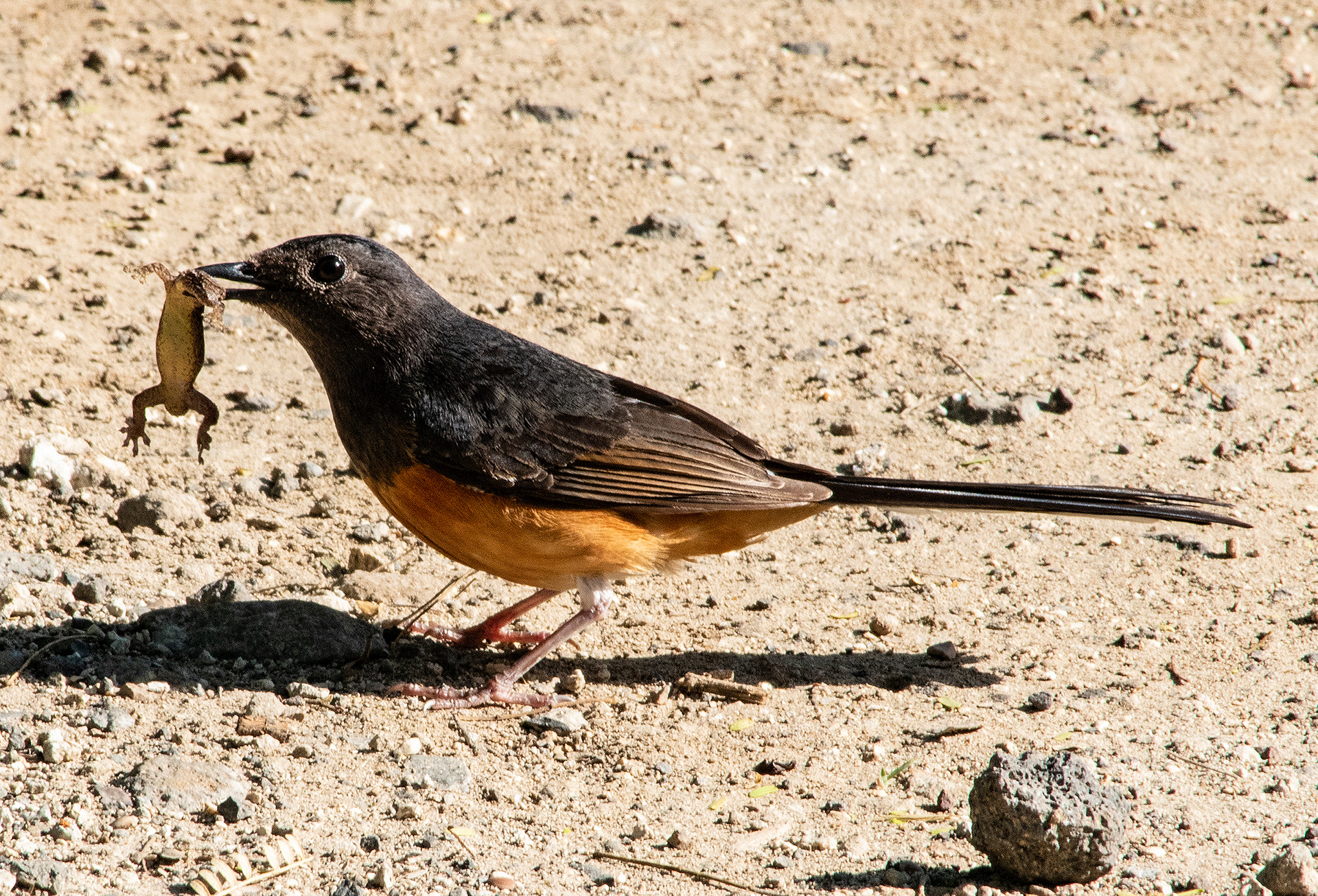 White Rumped Shama and Breakfast, Diamond Head, Oahu