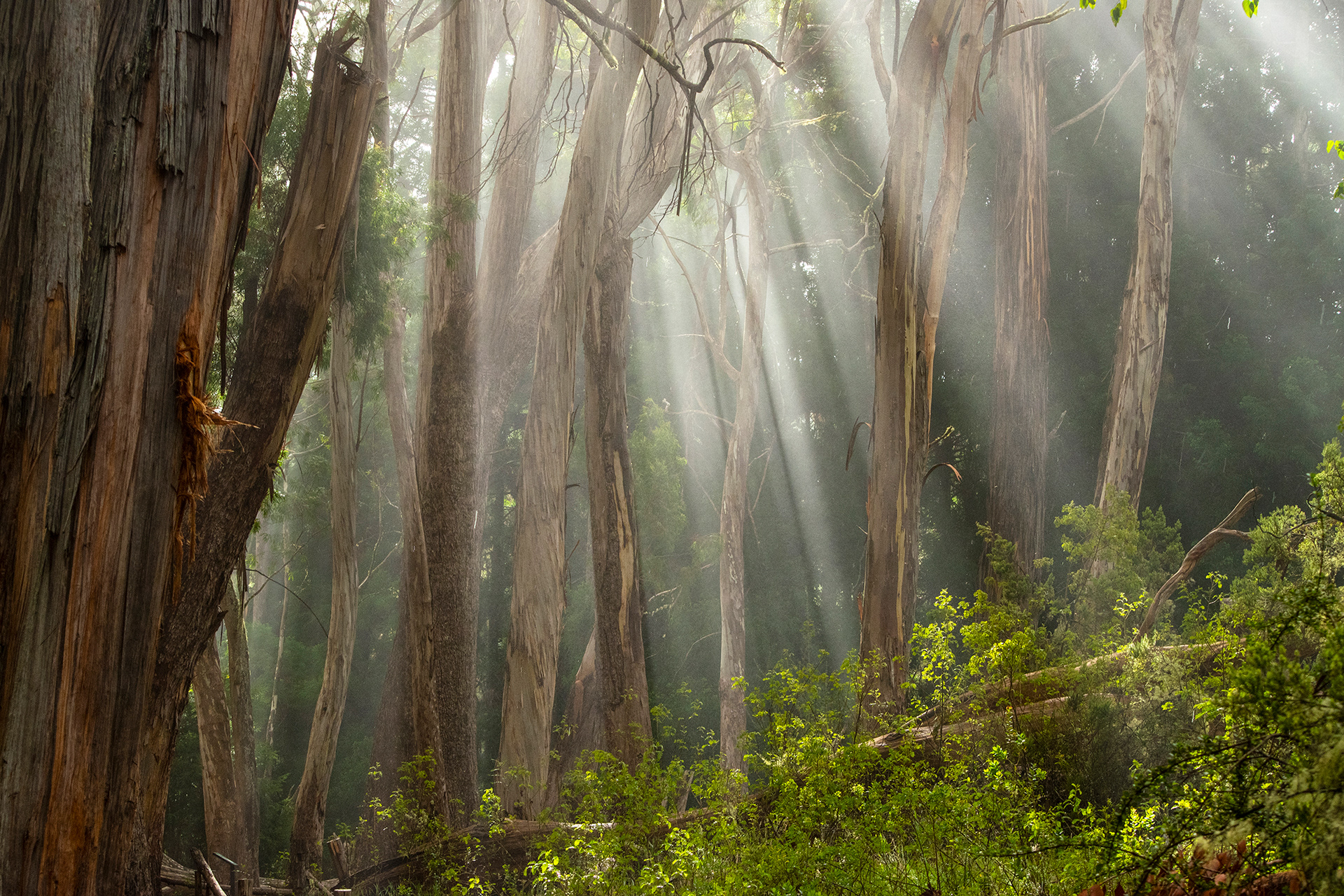 Eucalyptus Forest, Haleakala National Park, Maui, Hawaii