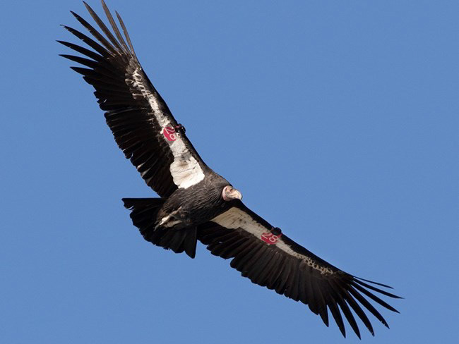 Audible Mount Diablo - Condor Country