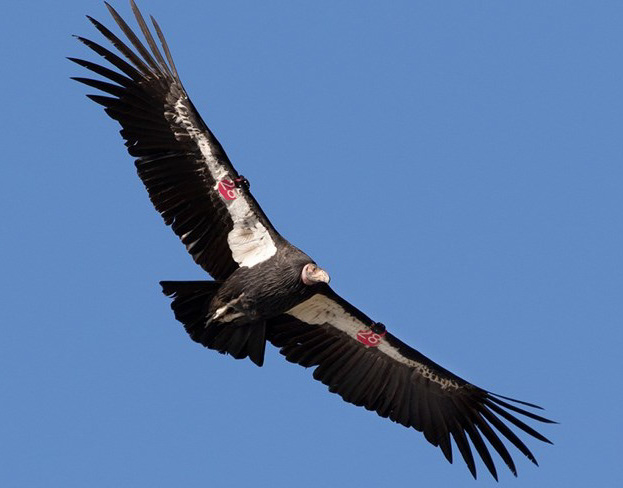 Audible Mount Diablo - Condor Country