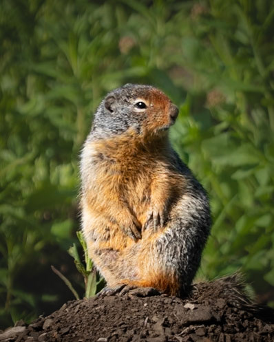 Ground Squirrel Triptych 2