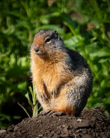 Ground Squirrel Triptych 3
