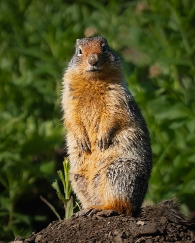 Ground Squirrel Triptych 1