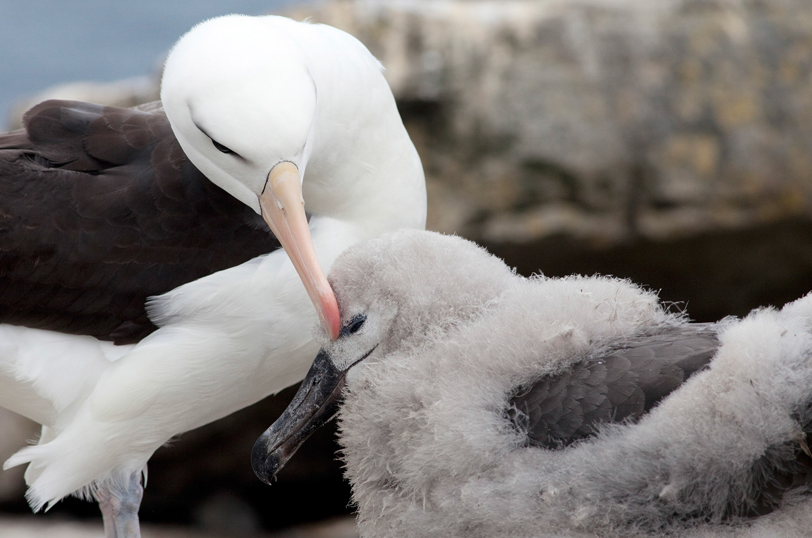 A Black-Browed Albatross preening its chick