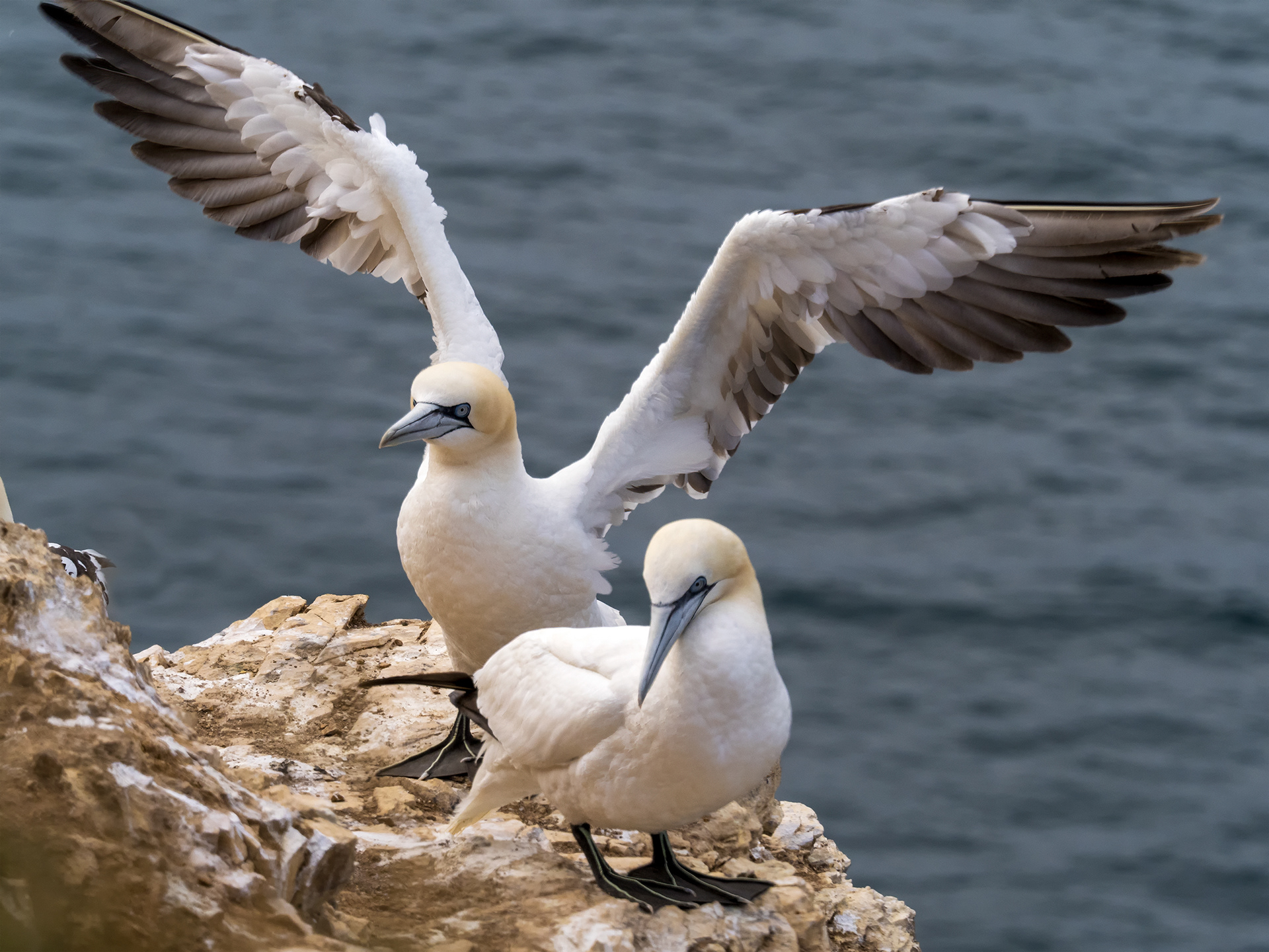 Gannets, Scotland