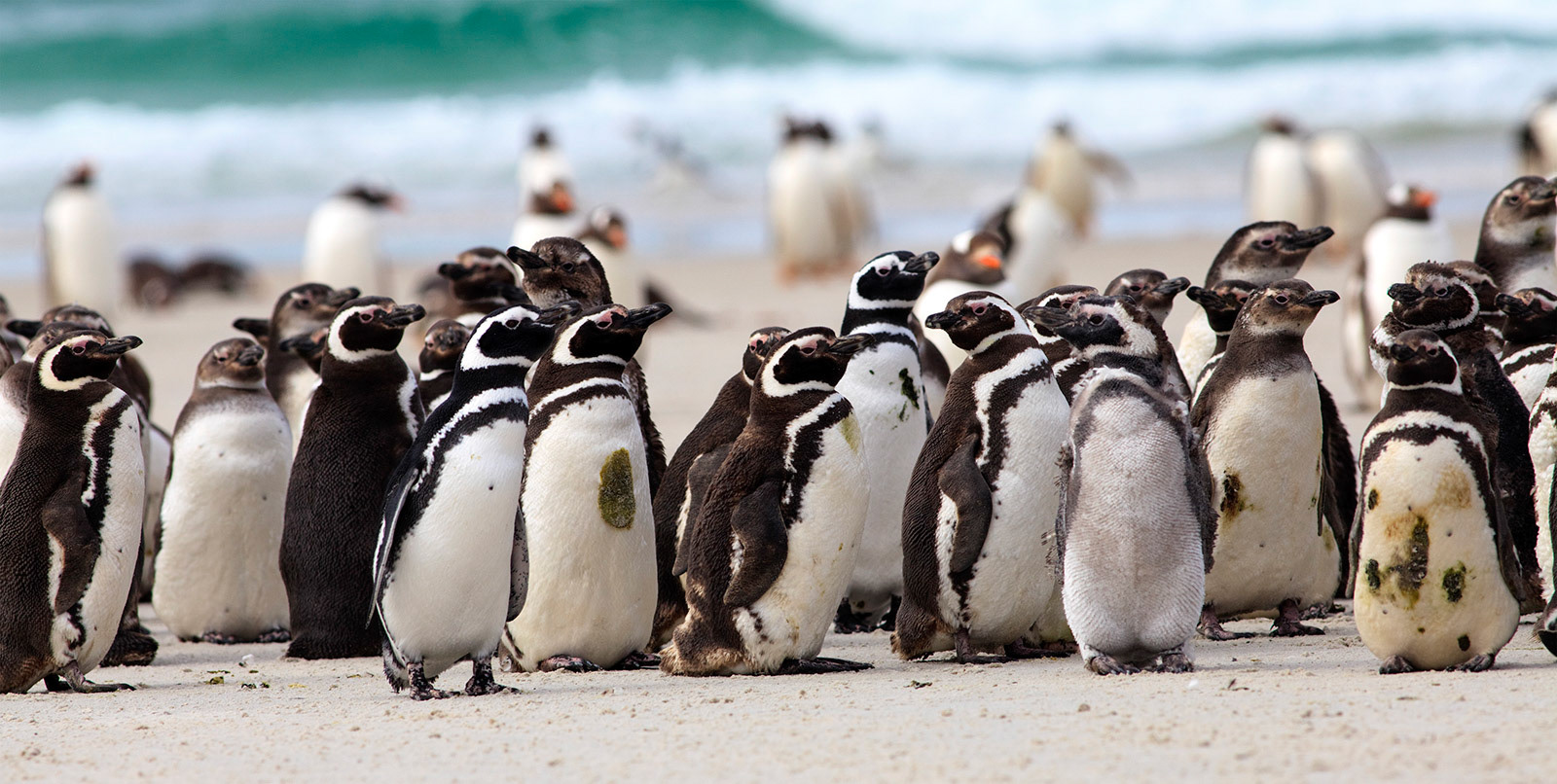 Magellanic Penguins (Spheniscus magellanicus) at the beach on Saunders Island