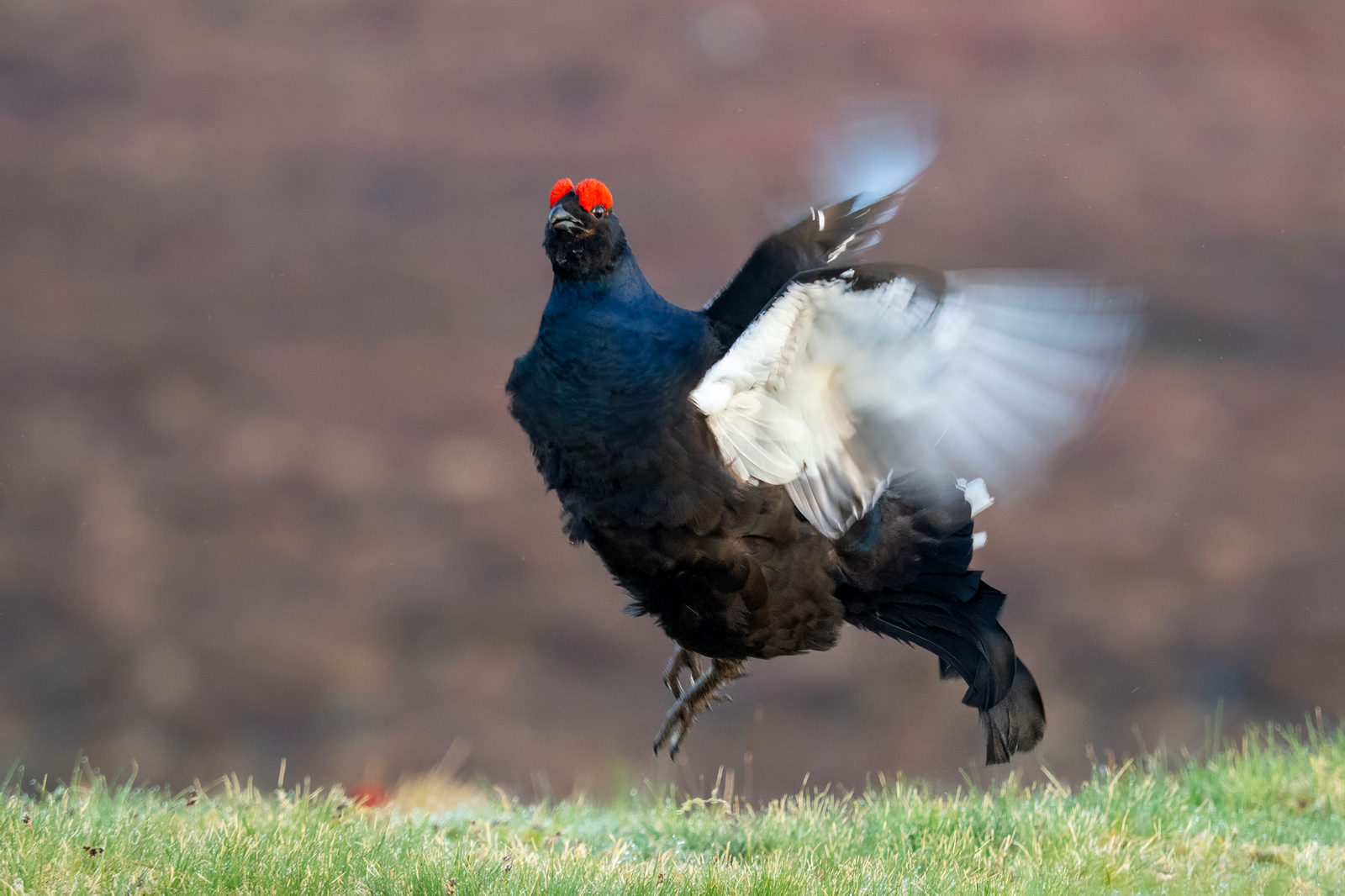 Black Grouse at a Lek