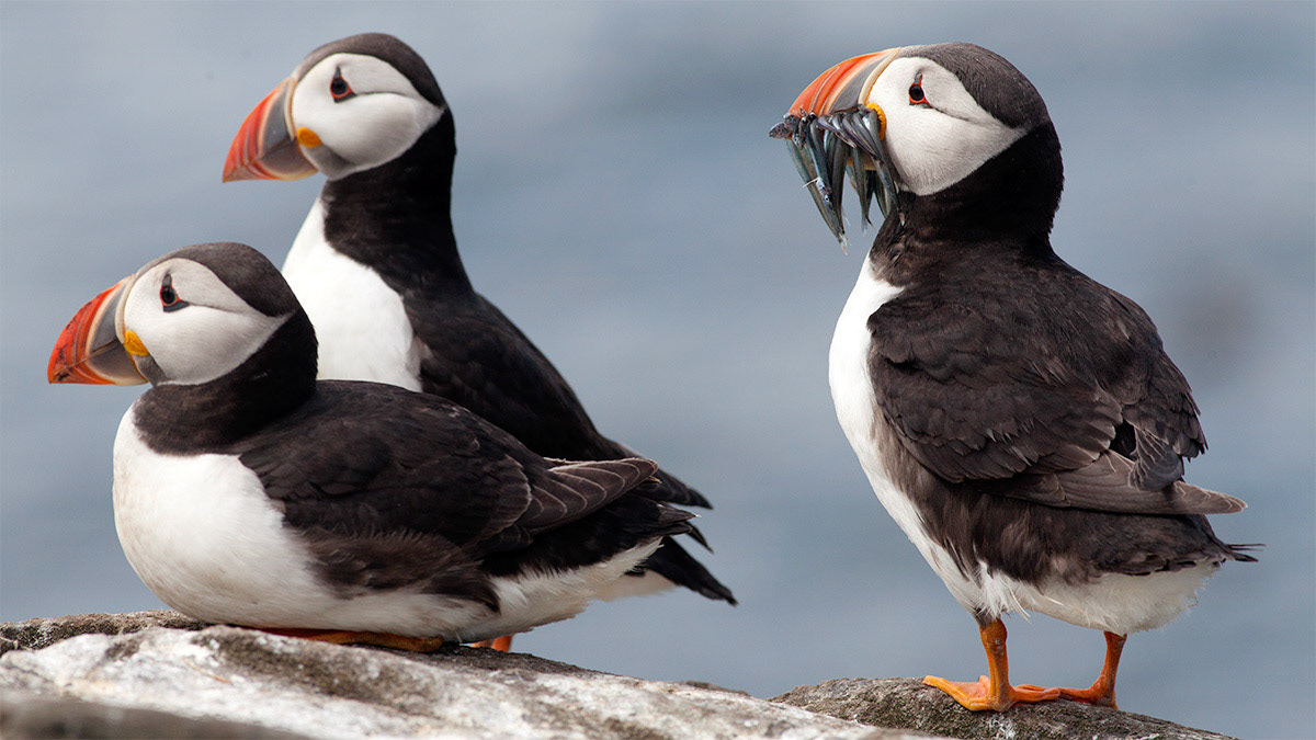 Puffins on the Farne Islands, Northumberland
