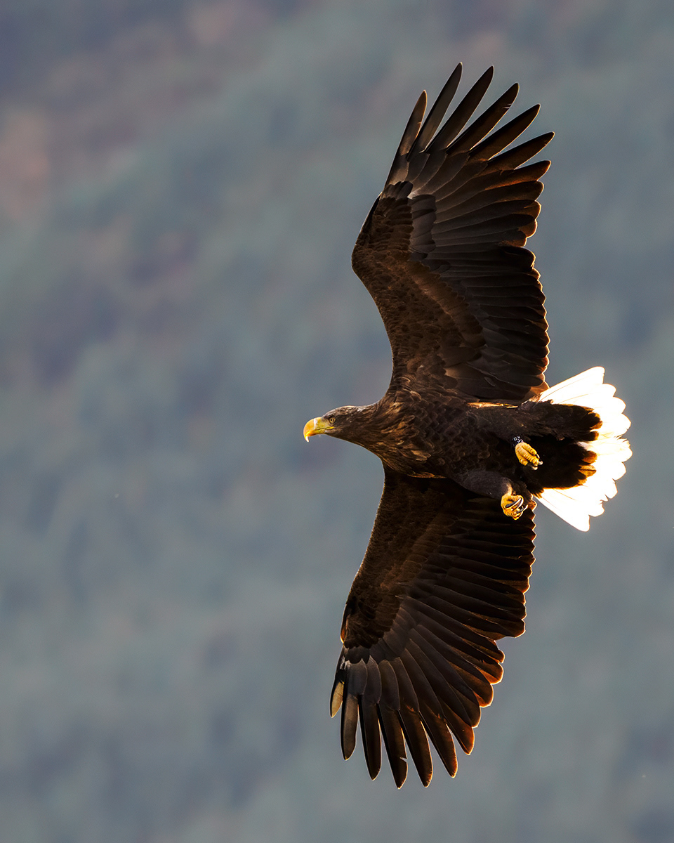 Sea Eagle, Scotland