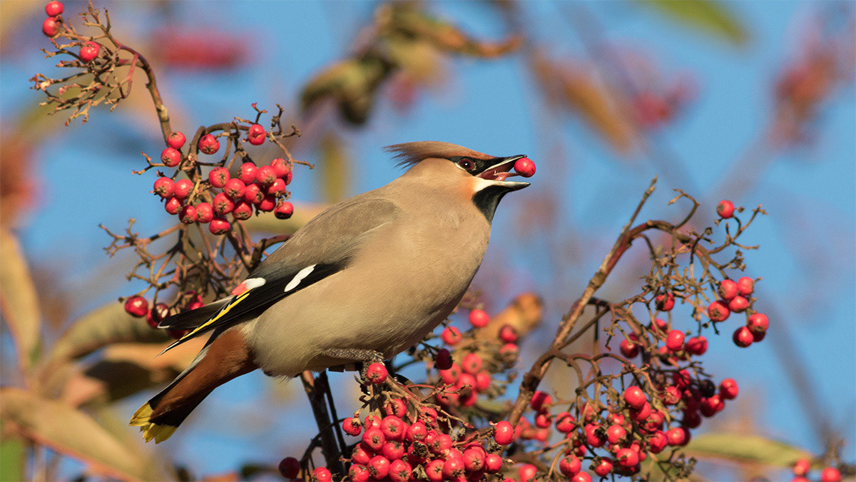 Waxwing with berry, Scotland