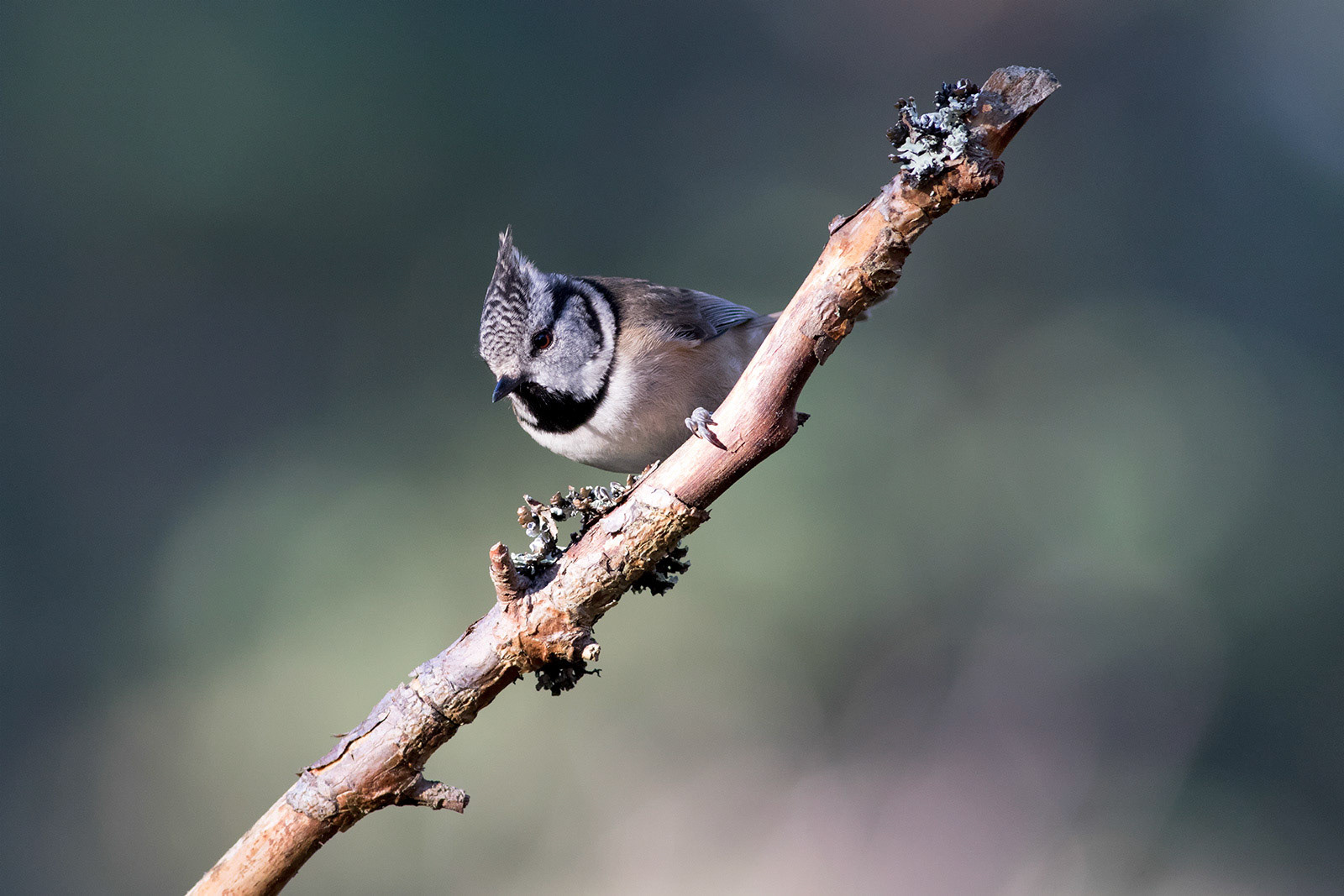 Crested Tit, Loch Garten