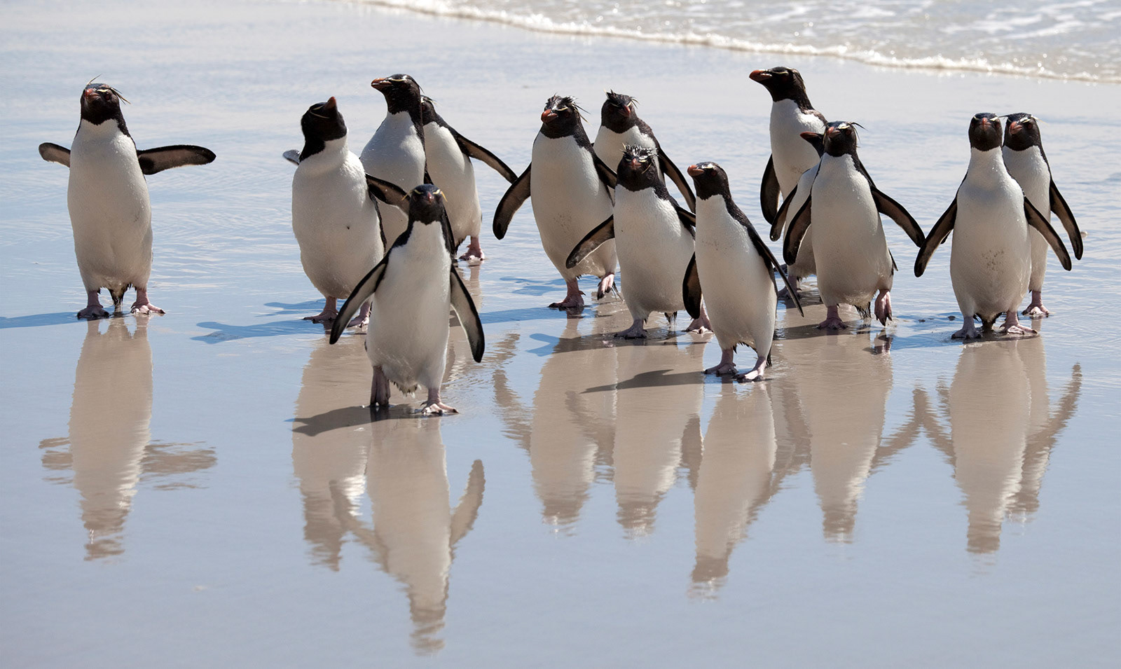 A party of Rockhopper Penguins (Eudyptes chrysocome) coming ashore