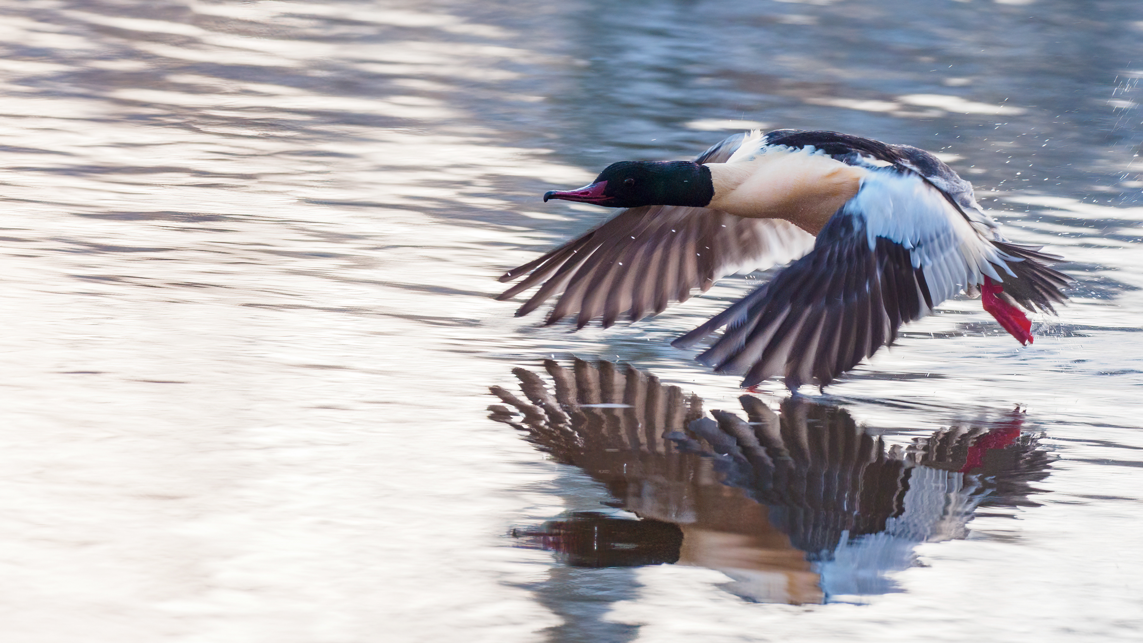 Goosander, Scotland
