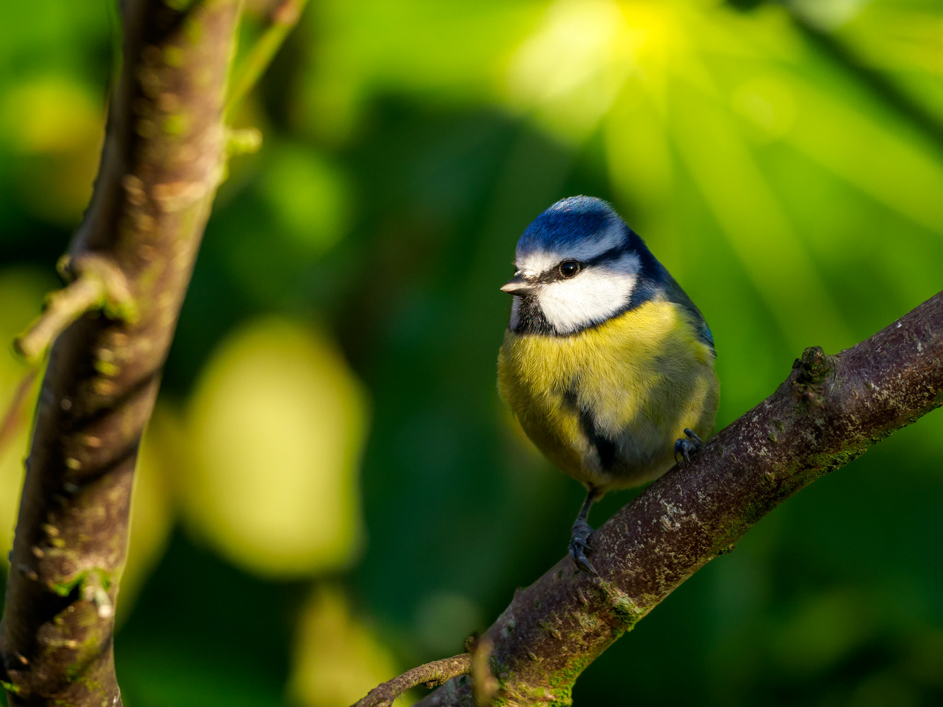Blue Tit