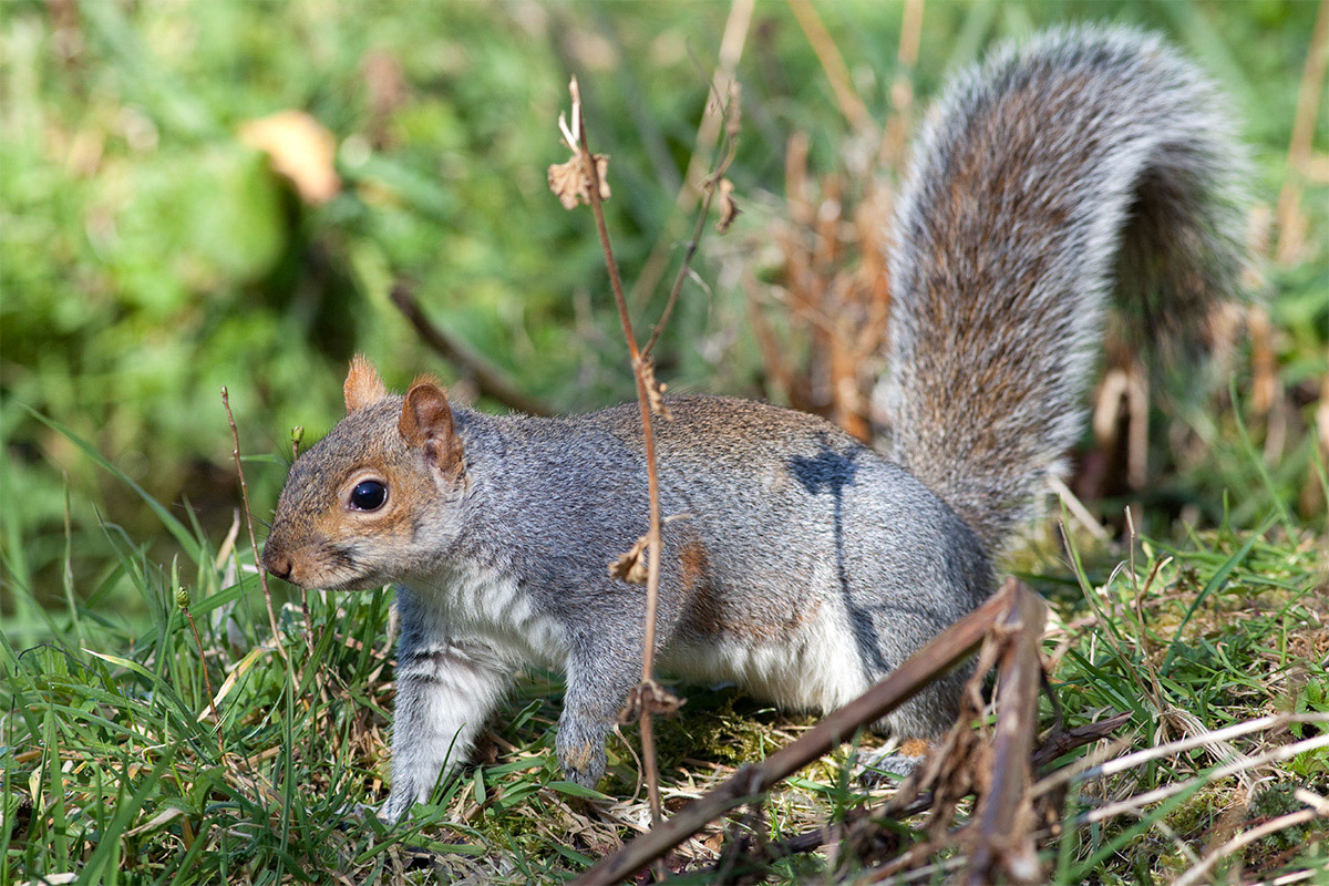 Grey Squirrel, England