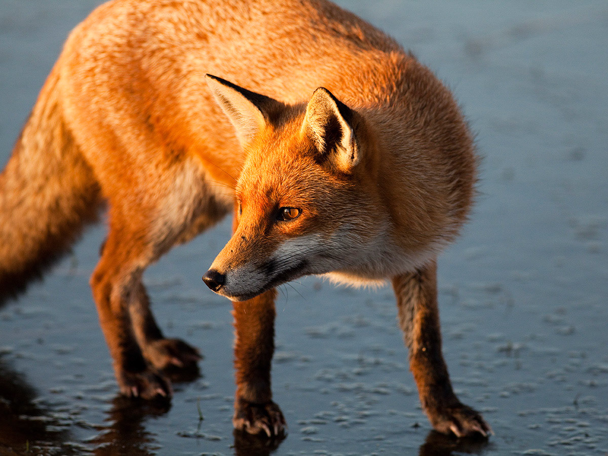 Red Fox on an icy lake