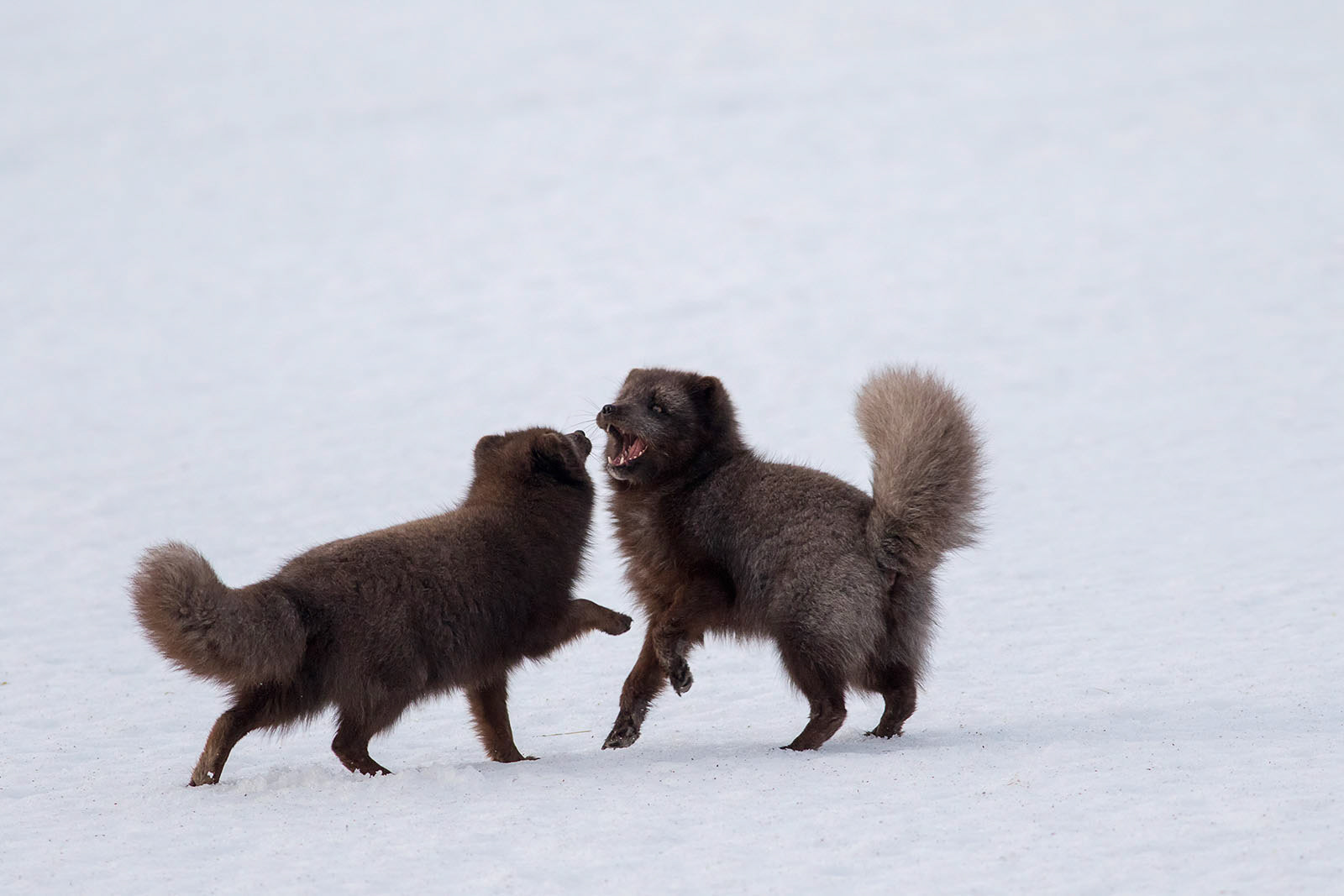 A Pair of Arctic Foxes in the snow