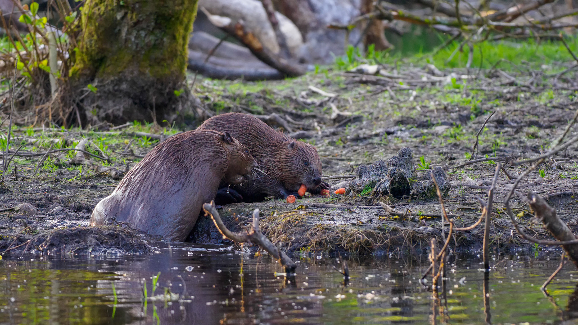Two Beavers, Scotland