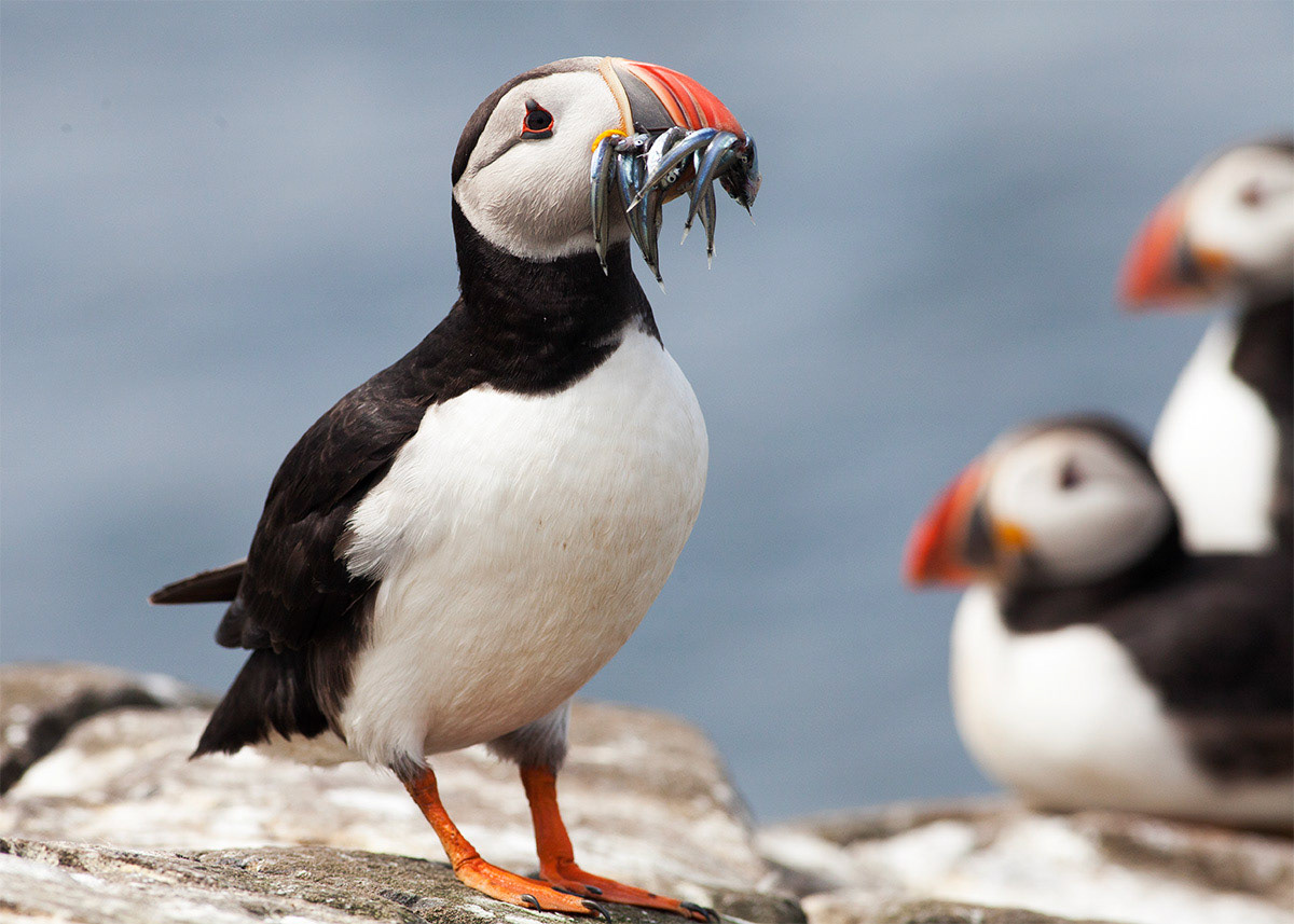 Puffins on the Farne Islands, Northumberland