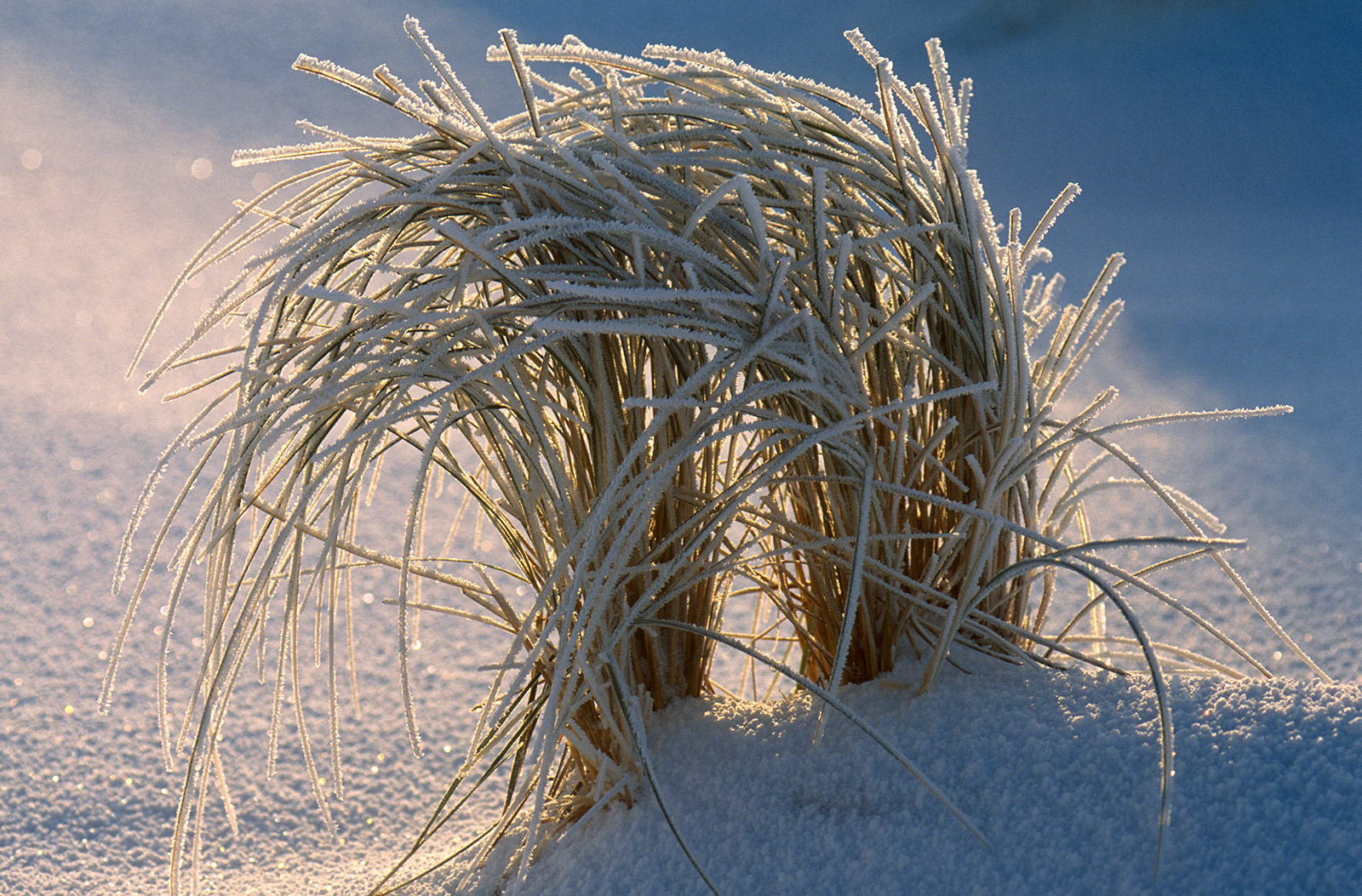 Marram Grass in Snow, Forvie Sands
