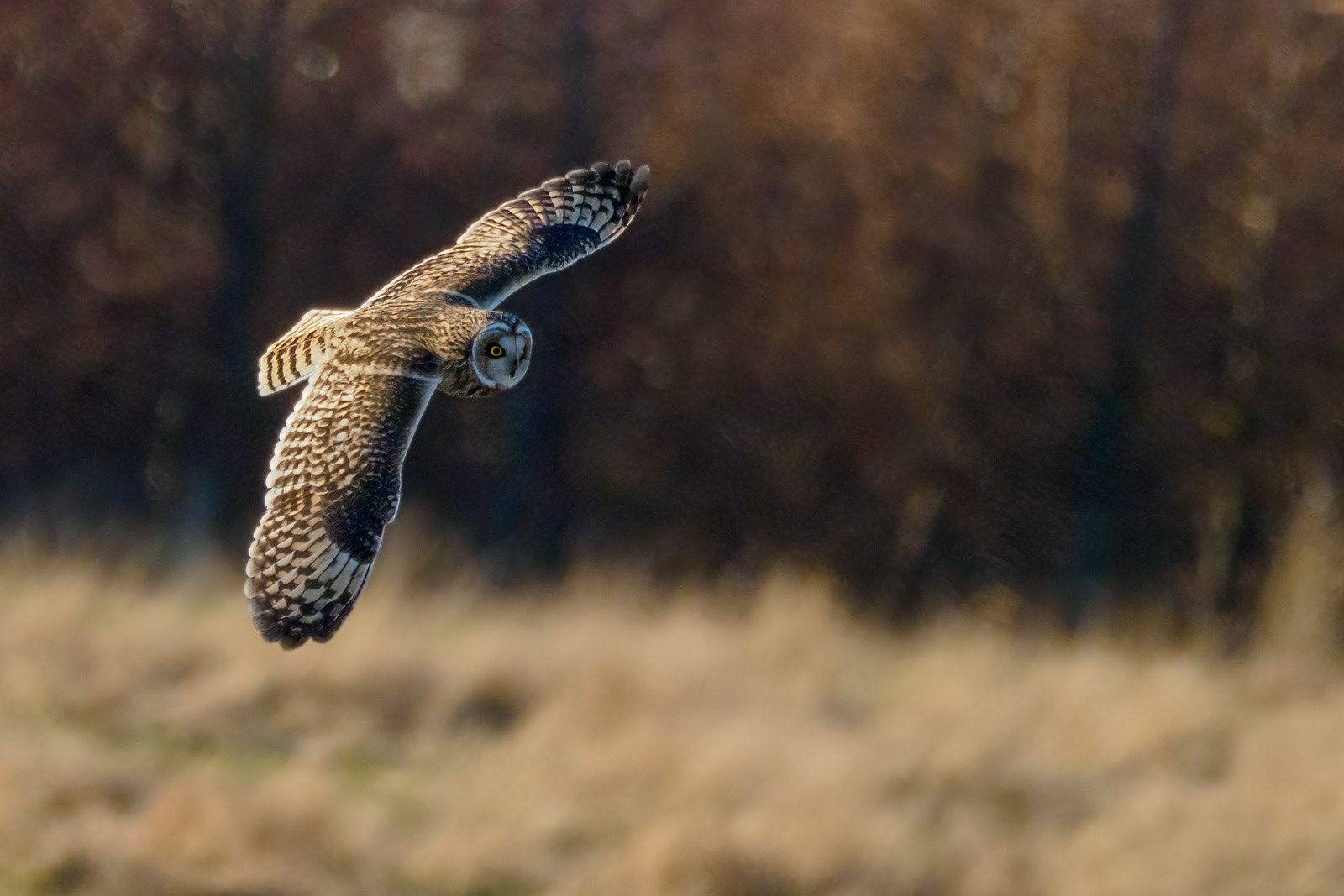 Short Eared Owl Hunting