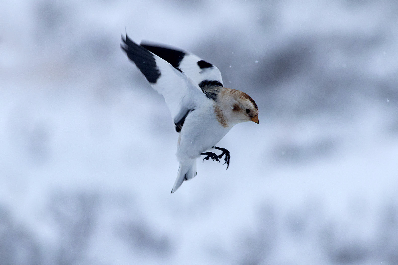 Snow Bunting, Cairngorm Mountain