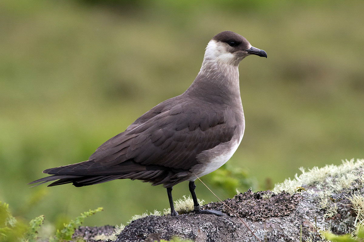 Arctic Skua on Handa Island, Scotland