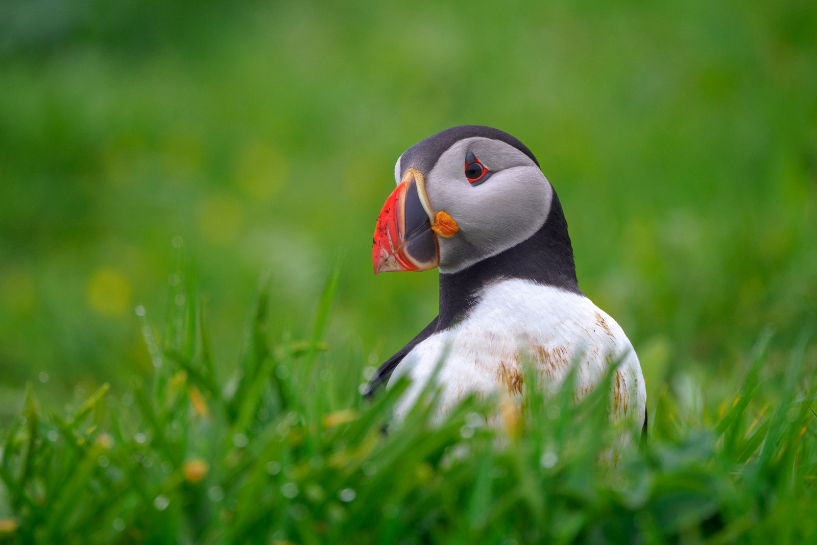 Puffin, Isle of Lunga