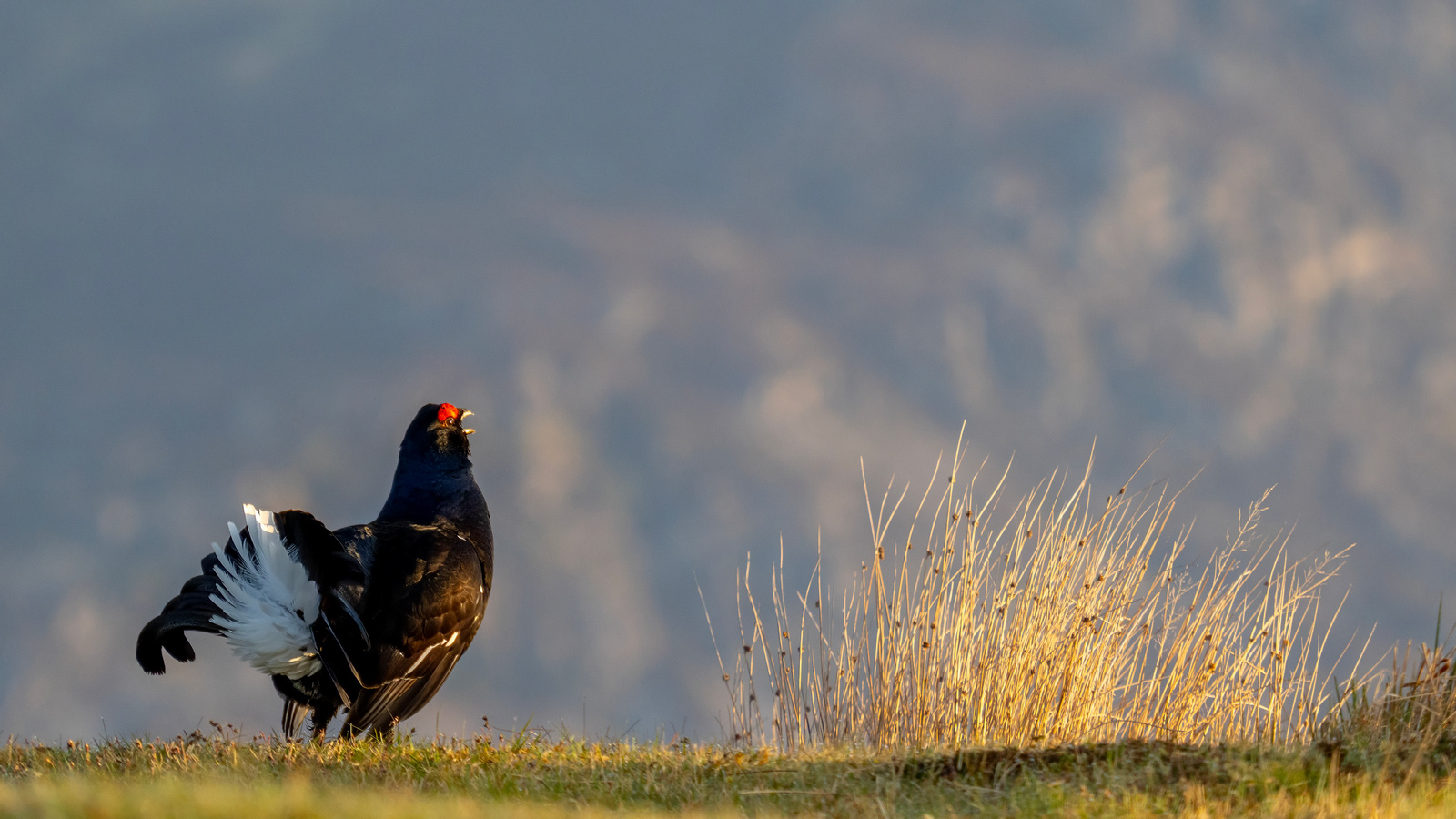 Black Grouse at a Lek