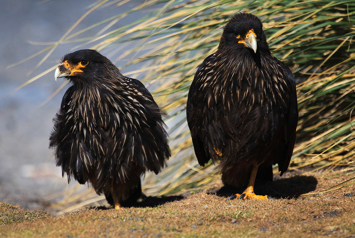 The Striated Caracara (Phalcoboenus australis), also known as the Johnny Rook, is one of the rarest birds of prey in the world