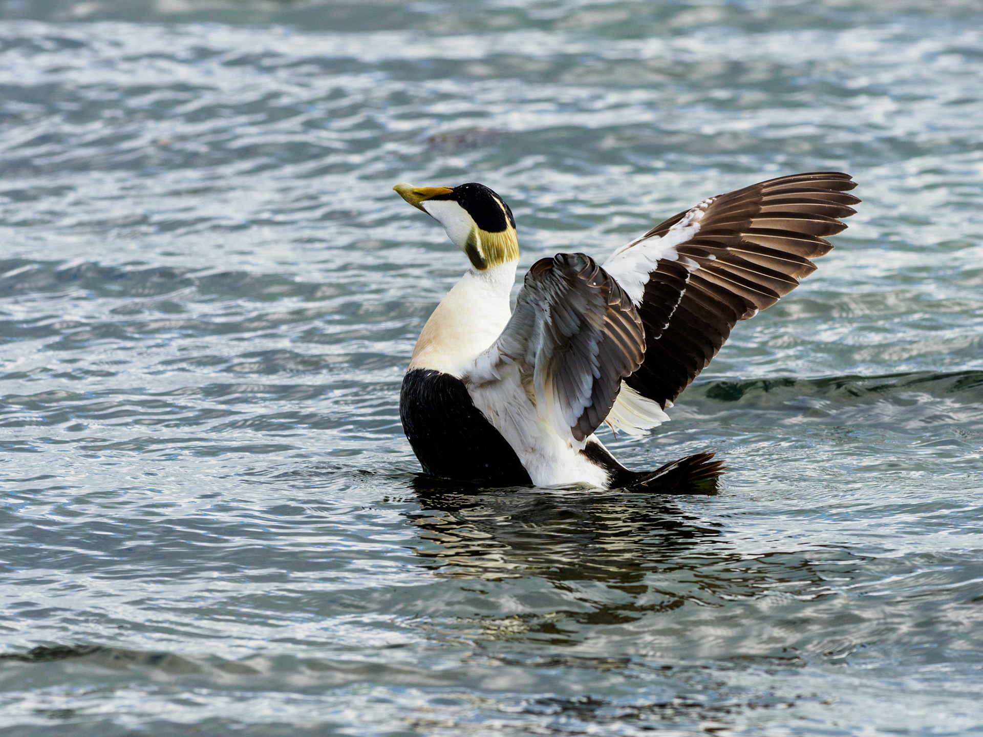 Male Eider Duck