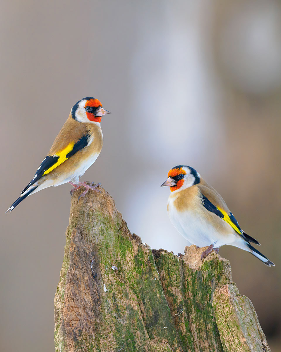 Goldfinch Pair