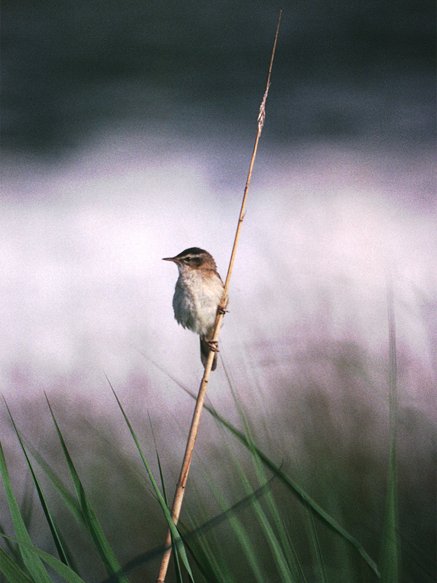 Sedge Warbler