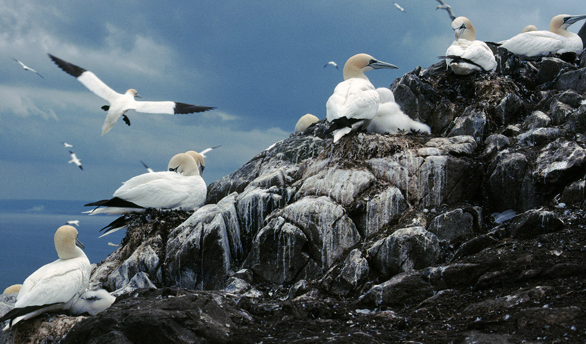 Gannet Colony on Bass Rock
