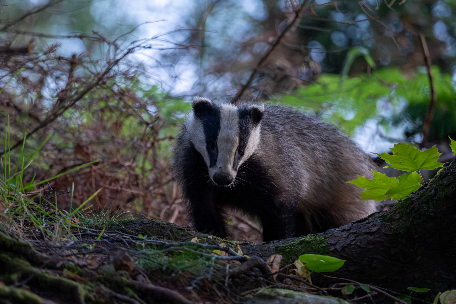 Badger out for a stroll