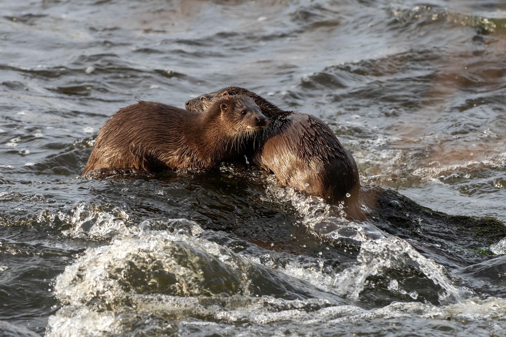 Otters on the River Don, Scotland