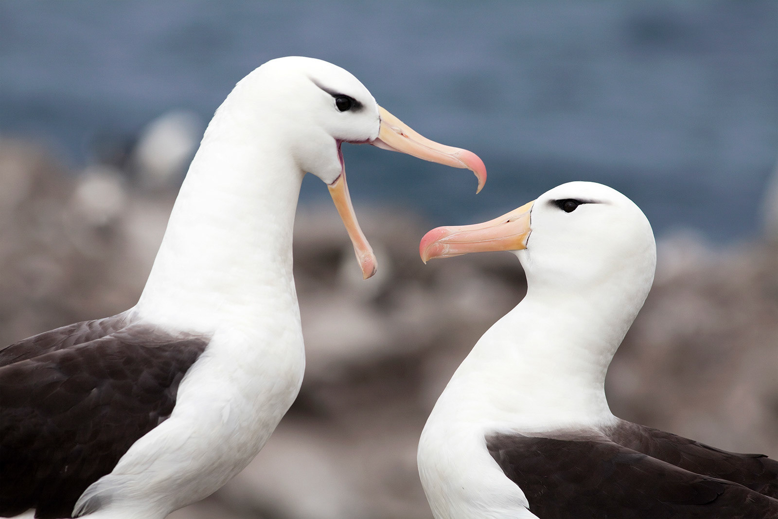 Black-Browed Albatrosses