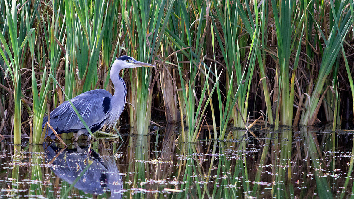 Grey Heron at Leighton Moss RSPB Reserve, England