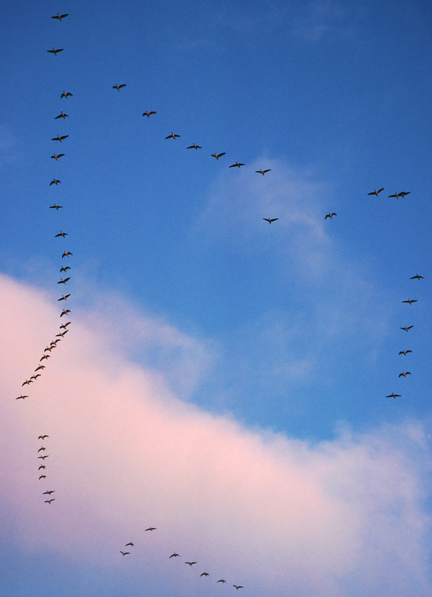 Pink Footed Geese, Scotland