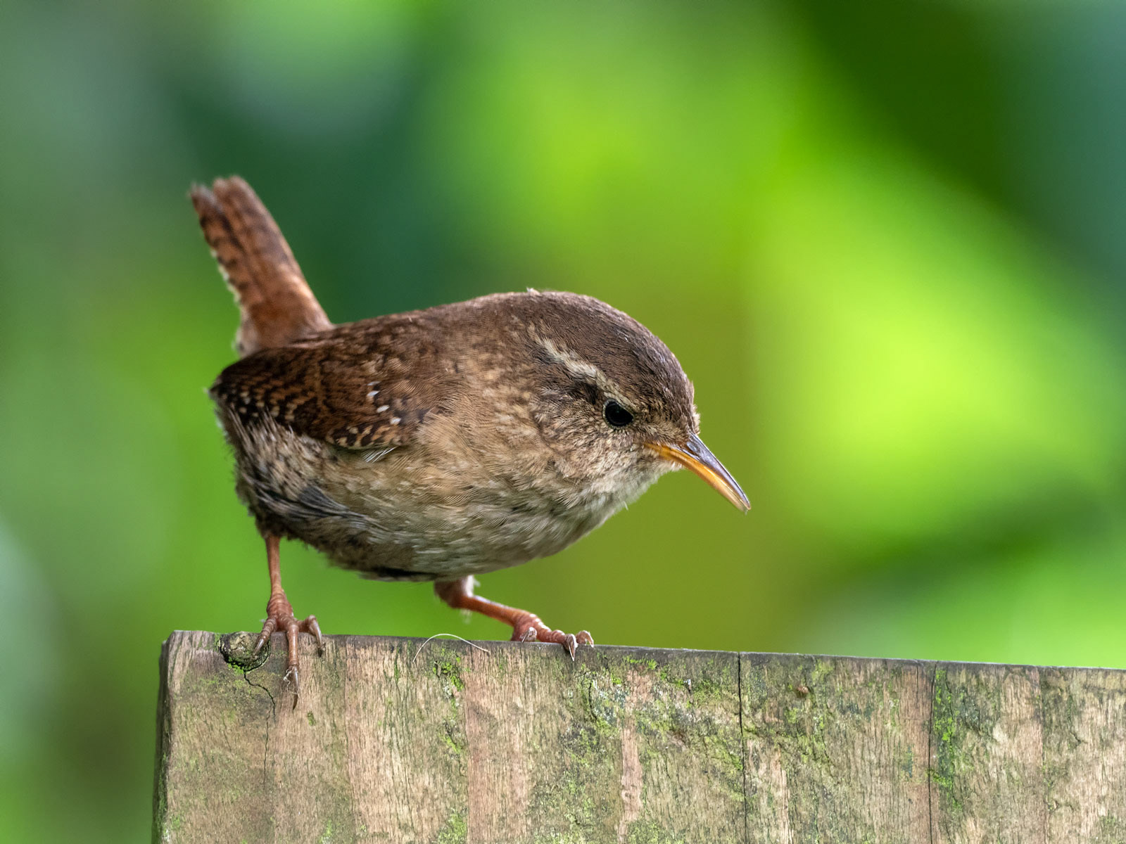 Wren