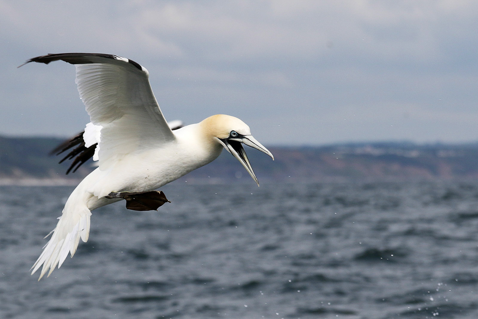 Gannet in flight