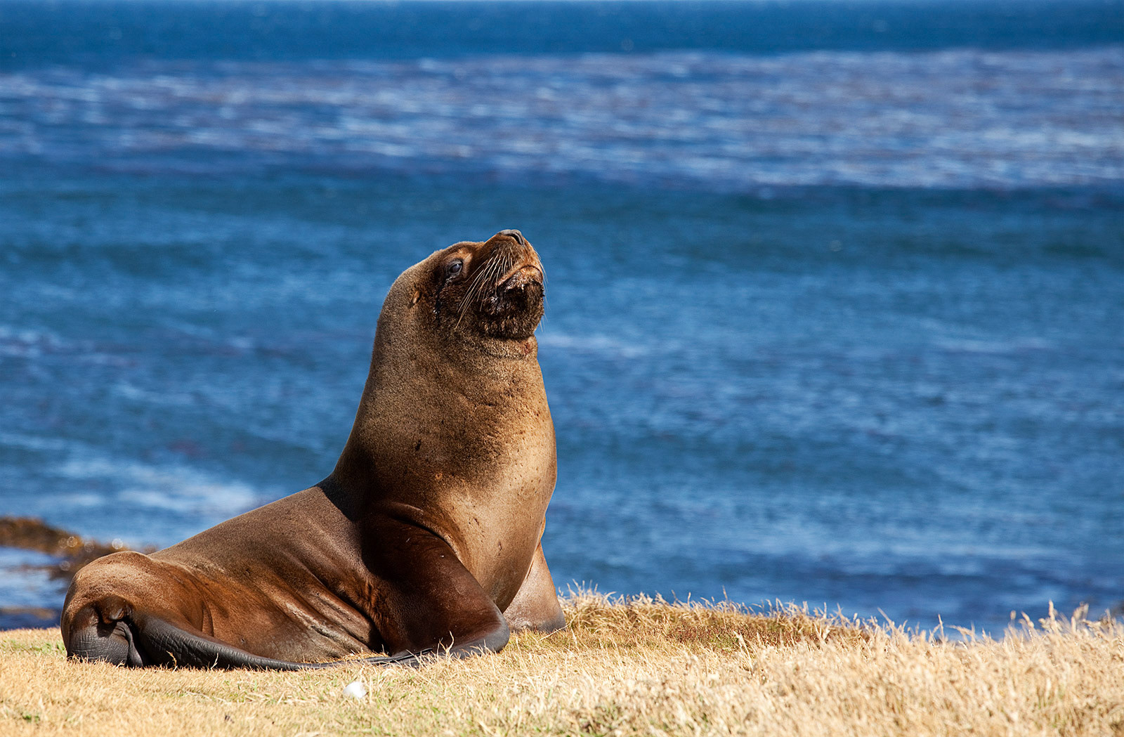 Young male South American sea lion (Otaria flavescens).   Taken on Sea Lion Island