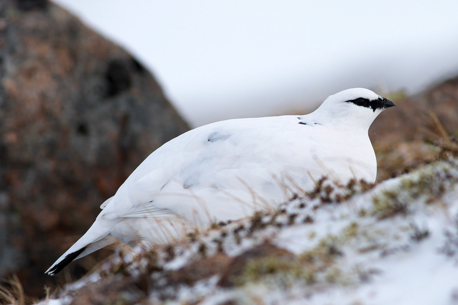 Ptarmigan in the Cairngorms, Scotland