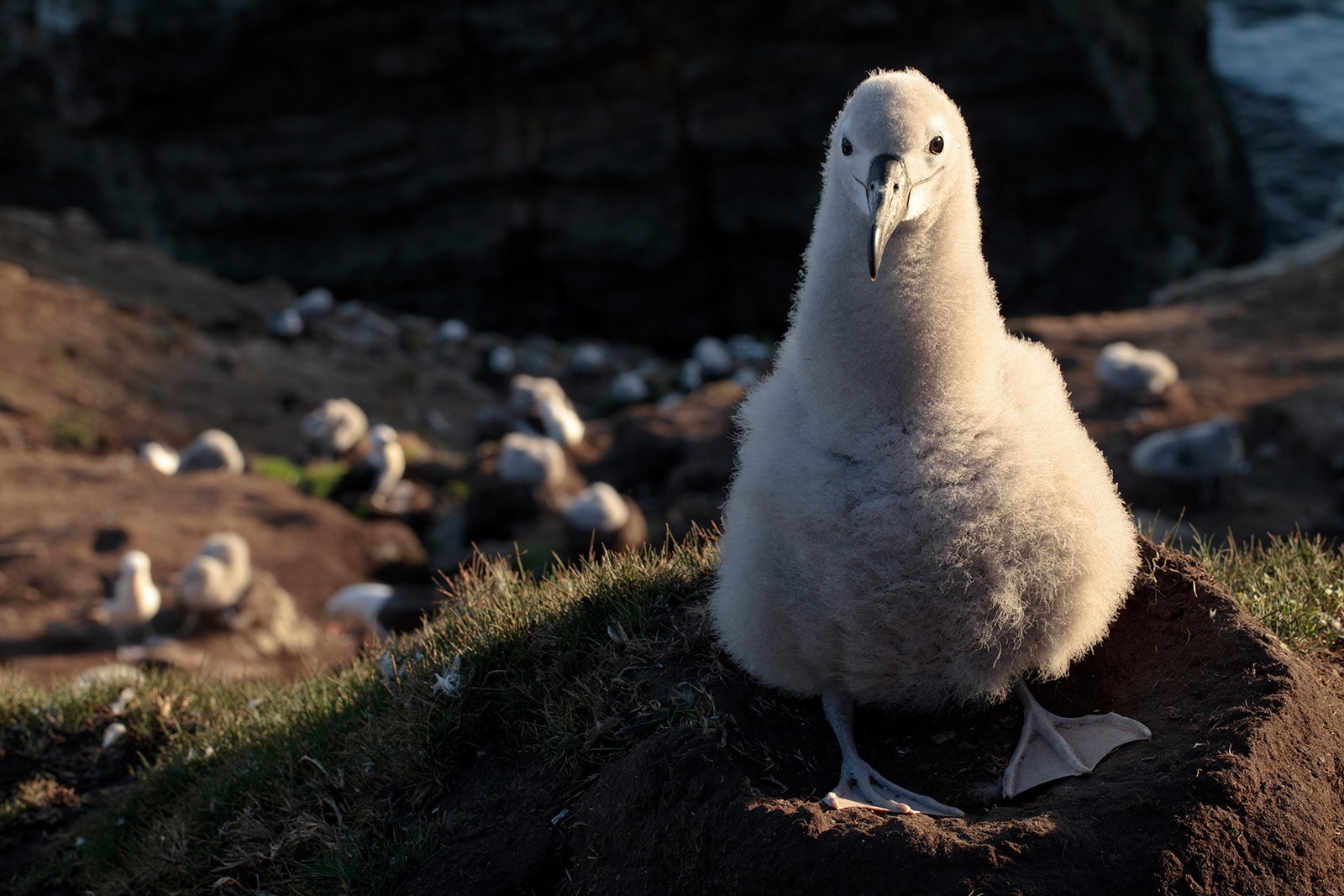 Albatross chicks at the colony